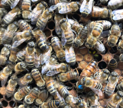 Lire la suite à propos de l’article Rendez-vous des jardins du dimanche 27 mars