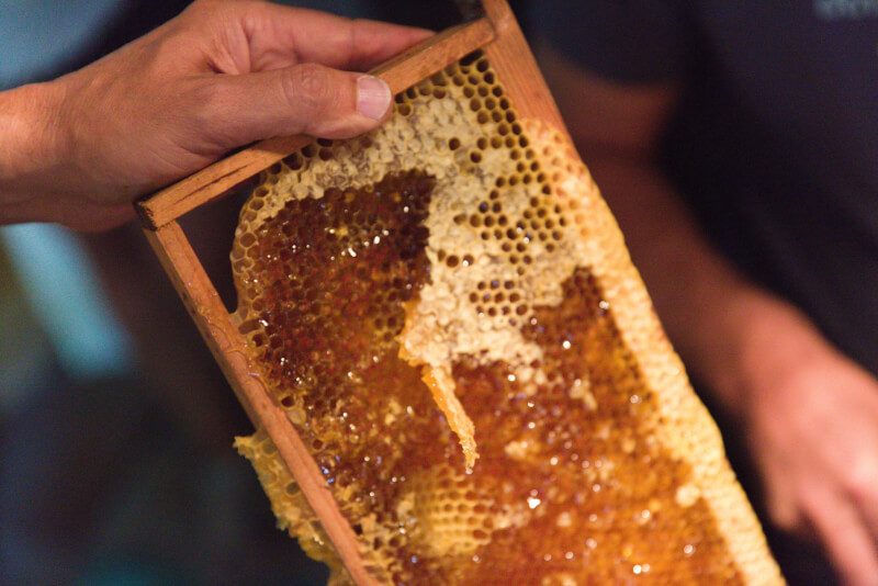 You are currently viewing Atelier « Récolte de miel »