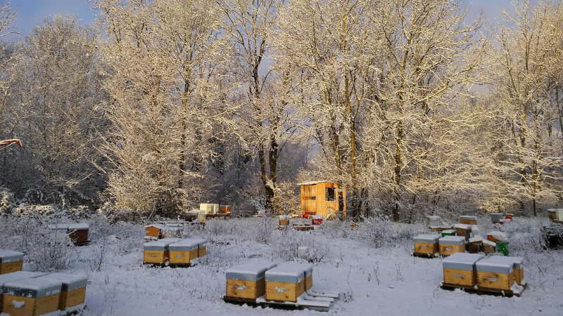 You are currently viewing Que se passe-t-il pour les abeilles en hiver ?