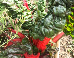 Lire la suite à propos de l’article Les plantations en permaculture