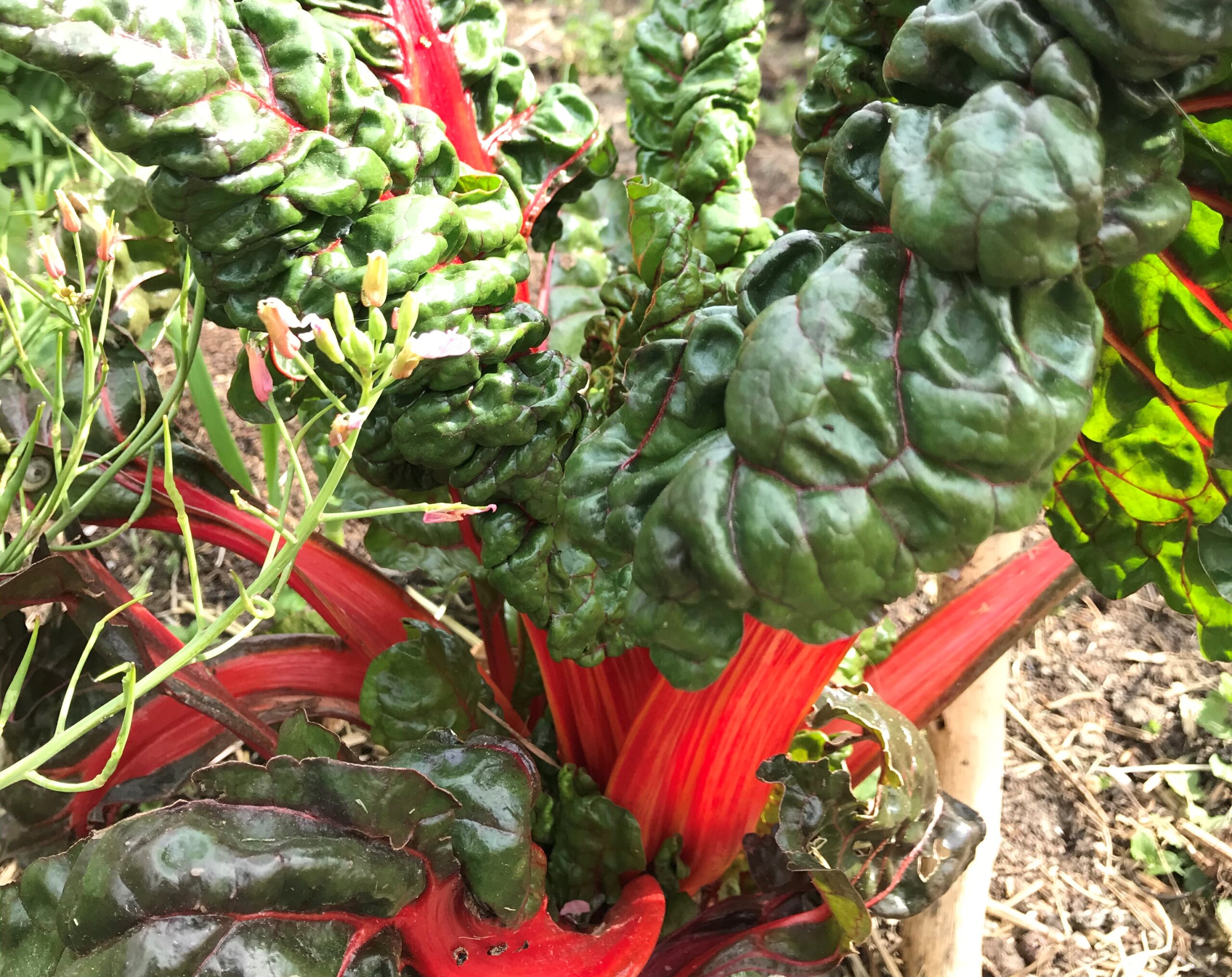 Lire la suite à propos de l’article Les plantations en permaculture