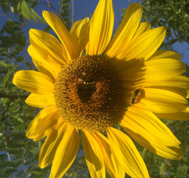 You are currently viewing Fête de la Nature et de la Biodiversité