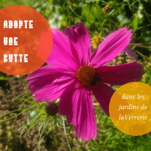 Lire la suite à propos de l’article Adopte une butte !
