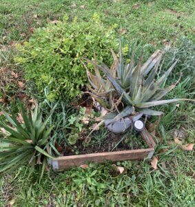 Lire la suite à propos de l’article Rendez-vous des jardins du dimanche 22 février